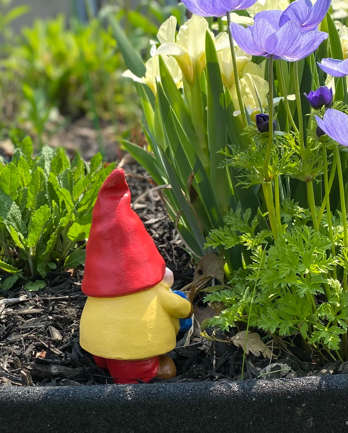 Gnome Statue, Garden Gnome, Gnome Ornament 6.25 inches (16cm) Red Hat & Monochrome