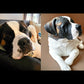 Saint Bernard named Charile shown next to a custom pet portrait statue of Charlie