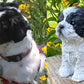 Shih Tzu Statue Custom Pet Portrait White and Black Shih Tzu named Siddha. Shih tzu statue is shown next to a photo of Siddha. This is a pet memorial of a much loved and missed dog.