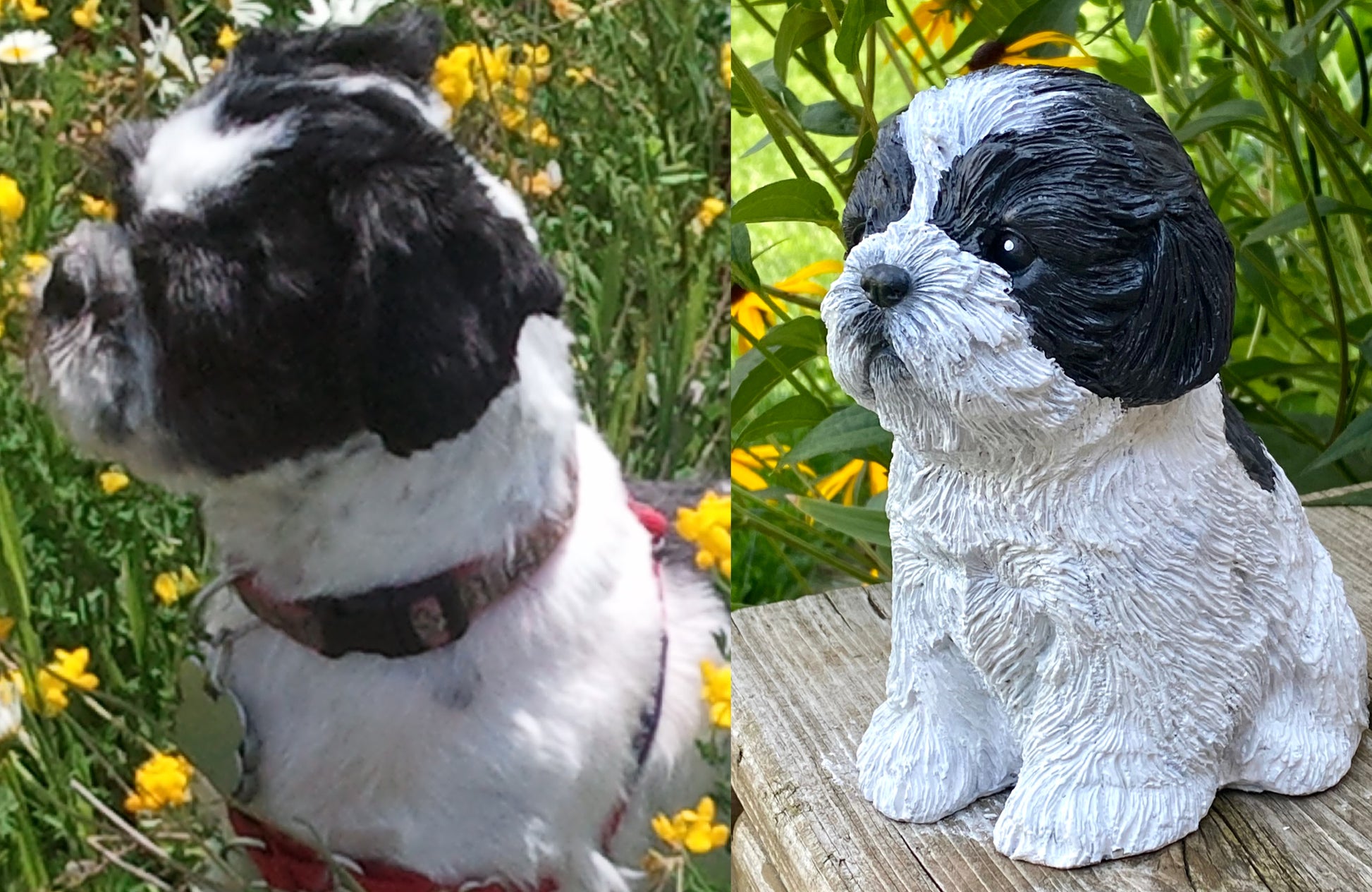 Shih Tzu Statue Custom Pet Portrait White and Black Shih Tzu named Siddha. Shih tzu statue is shown next to a photo of Siddha. This is a pet memorial of a much loved and missed dog.