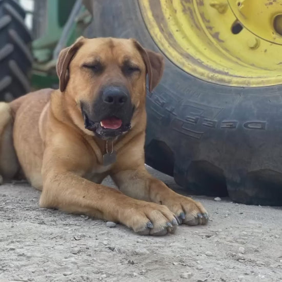 Custom bull mastiff statue of Dozer. Video shows images of Dozer and images of the painted concrete statue of him