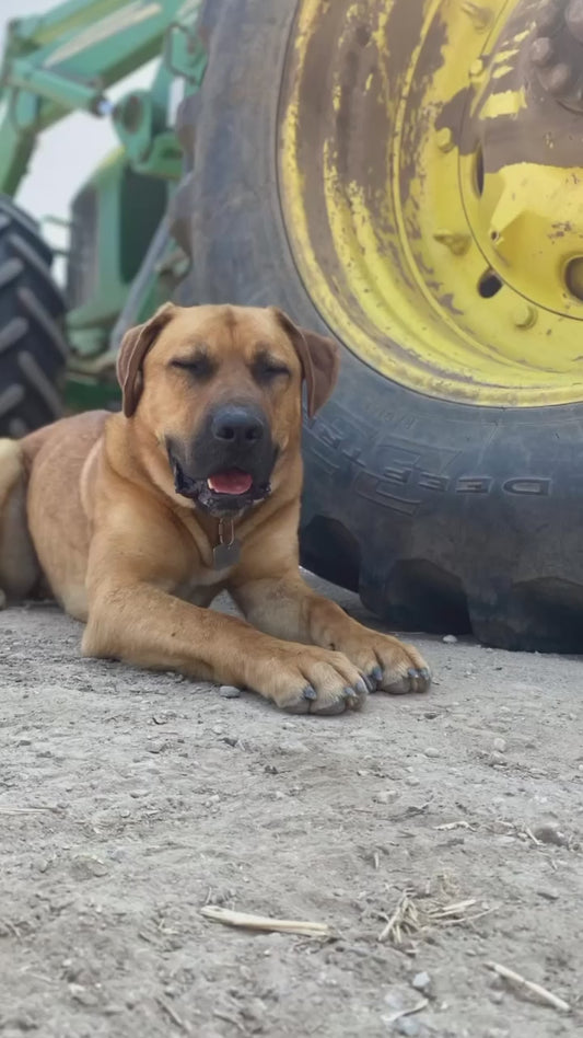 Custom bull mastiff statue of Dozer. Video shows images of Dozer and images of the painted concrete statue of him